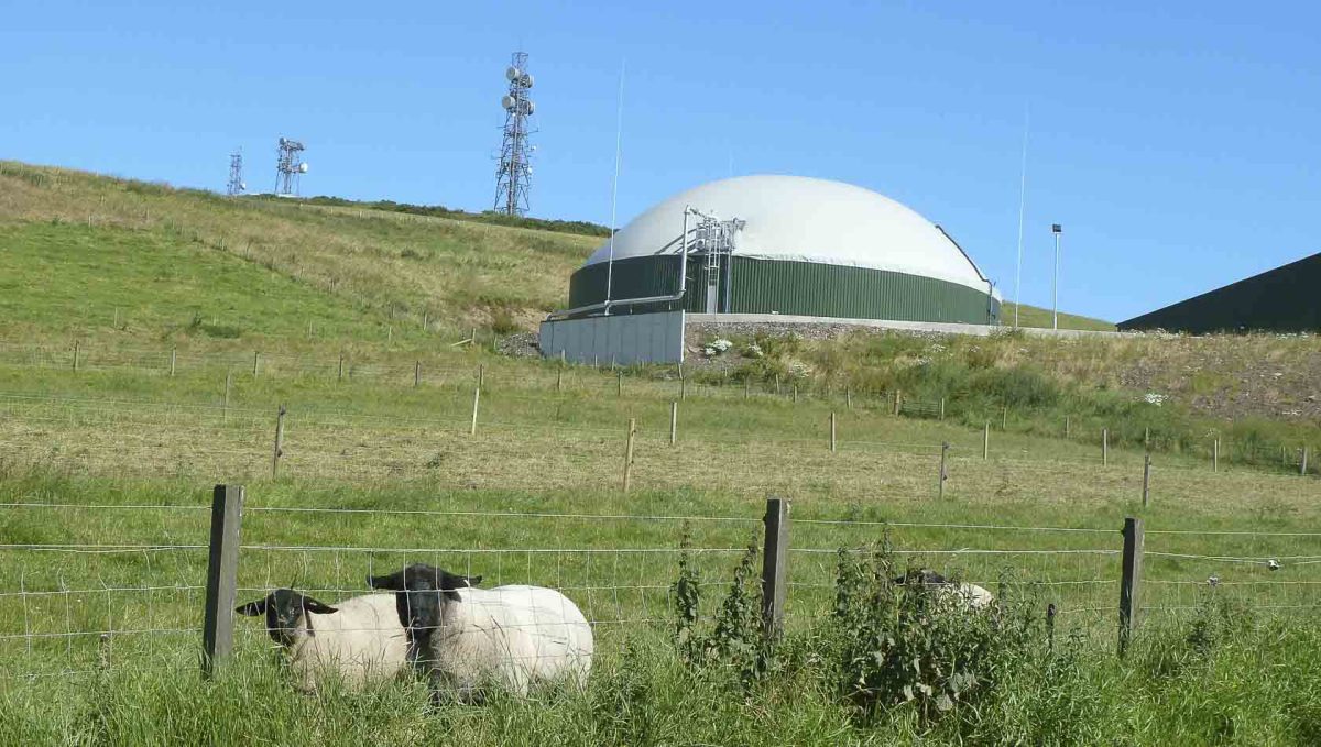 Landscape photo of sheep on a hill in front of a domed building